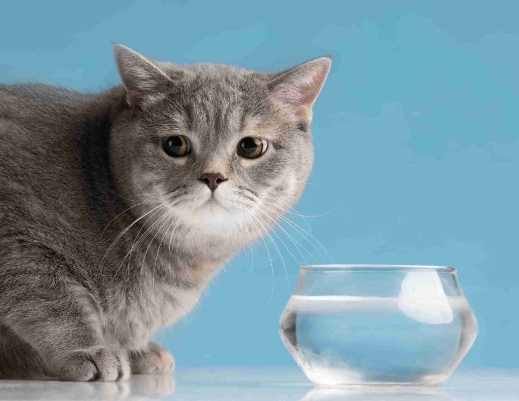 agar bayi kucing tidak mati