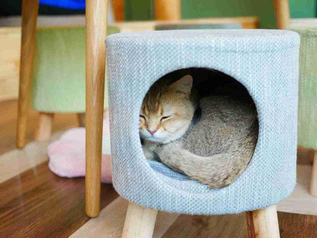 agar bayi kucing tidak mati