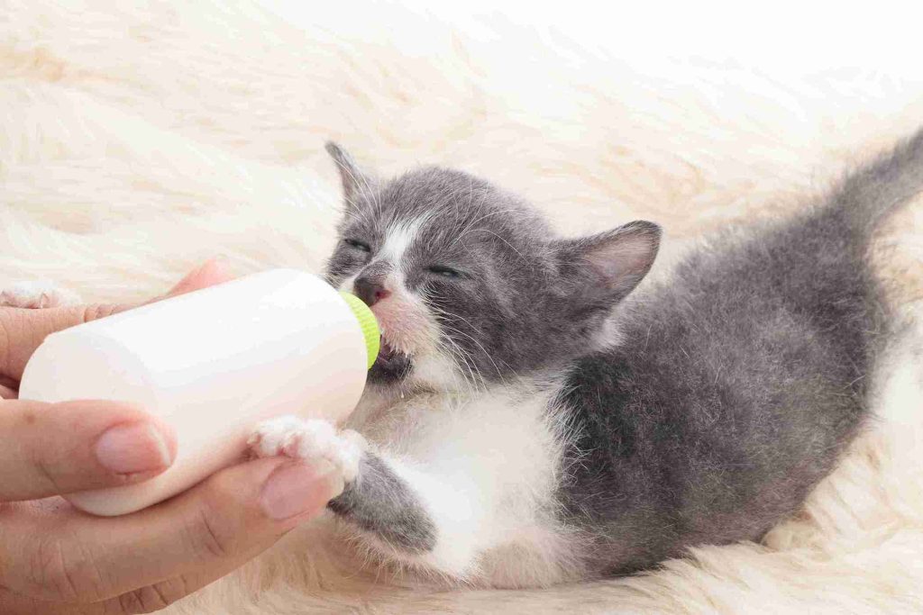 agar bayi kucing tidak mati