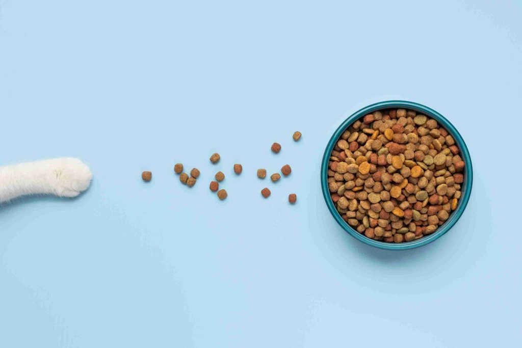 cara merawat anak kucing yang baru lahir agar tidak mati